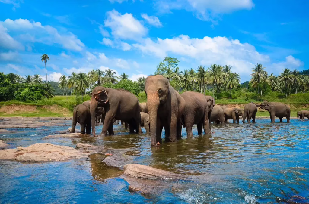 1755154234836 pinnawala elephant orphanage