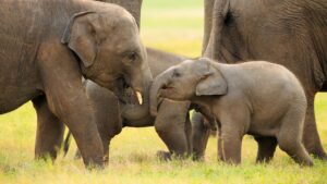Minneriya National Park – Elephant Gathering in Sri Lanka