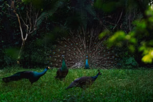 Yala National Park – Where Leopards Meet the Ocean